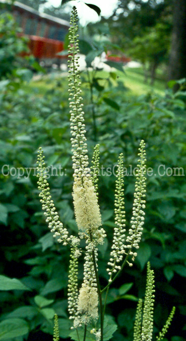 PGC-P-Actaea-racemosa-aka-Bugbane-1