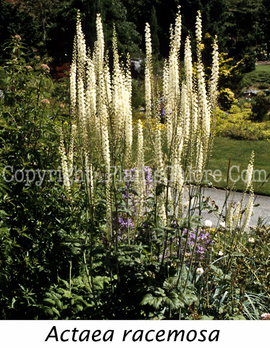 PGC-P-Actaea-racemosa-aka-Bugbane-4-Edit