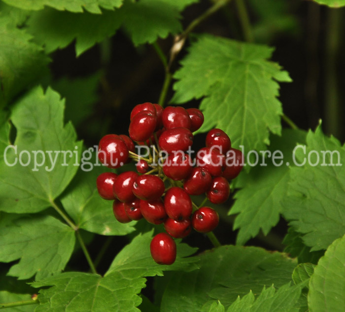 PGC-P-Actaea-rubra-aka-Chinaberry-7