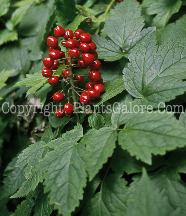 PGC-P-Actaea-rubra-aka-Chinaberry-8