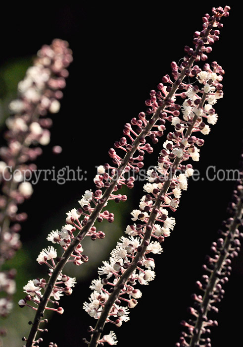 PGC-P-Actaea-simplex-Hillside-Black-Beauty-1