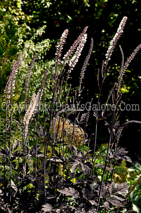 PGC-P-Actaea-simplex-Hillside-Black-Beauty-3