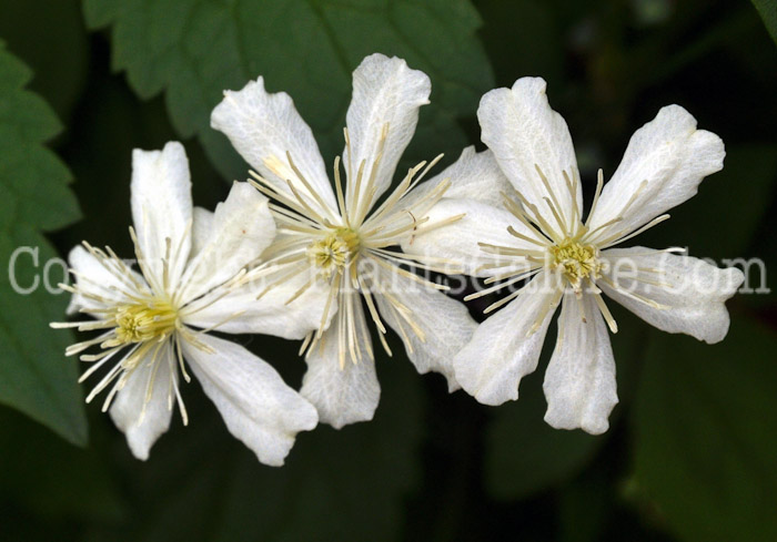 PGC-P-Actaea-spicata-aka-Eurasian-Baneberry-1