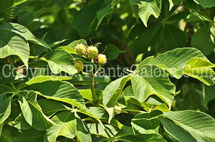 PGC-T-Aesculus-glabra-Fall-Red-05-12-2