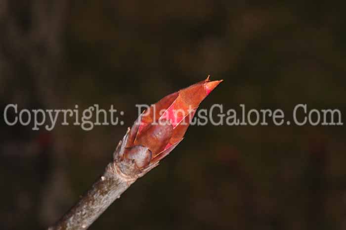 PGC-T-Aesculus-glabra-aka-Buckeye-0413-3