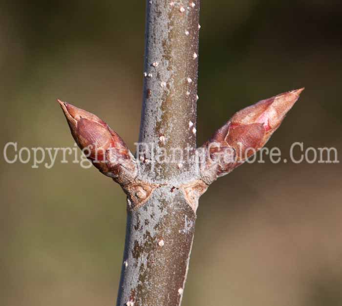 PGC-T-Aesculus-glabra-aka-Buckeye-0514-2