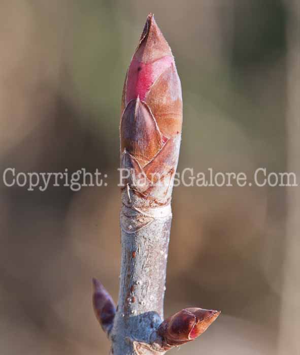 PGC-T-Aesculus-glabra-aka-Buckeye-0514-4