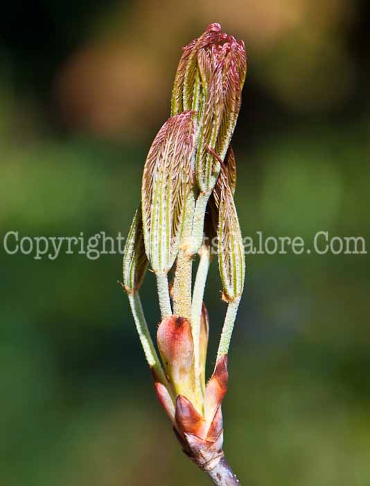 PGC-T-Aesculus-glabra-aka-Buckeye-0514-a3