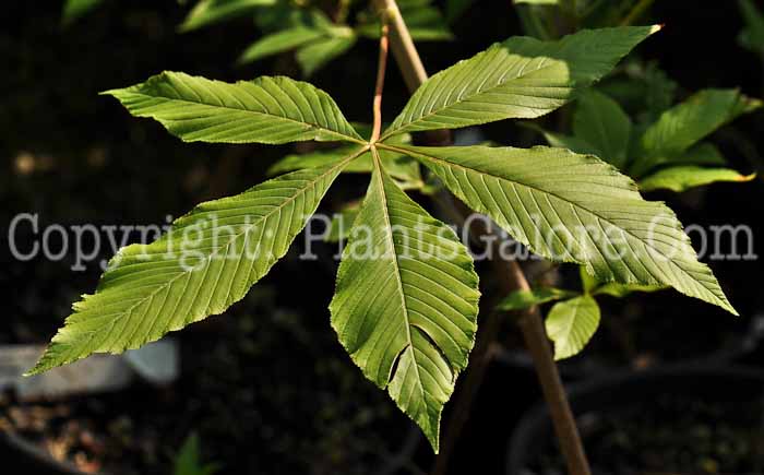 PGC-T-Aesculus-glabra-aka-Buckeye-1