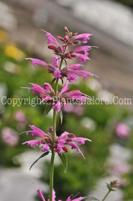 PGC-P-Agastache-Acapulco-Rose-05-12-1