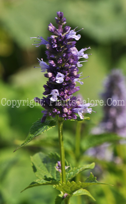 PGC-P-Agastache-Black-Adder-8-2011-002