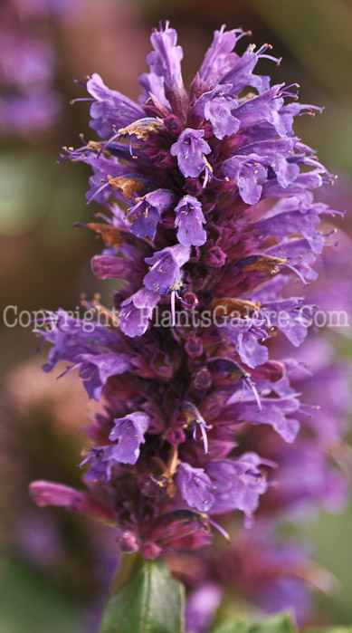 PGC-P-Agastache-Blue-Boa (3 of 4)
