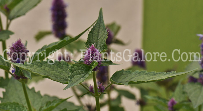 PGC-P-Agastache-Blue-Fortune-2010-005