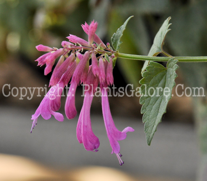 PGC-P-Agastache-Bolero-msu-03-2012-2
