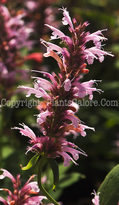 PGC-P-Agastache-Cotton-Candy-2-2010-001