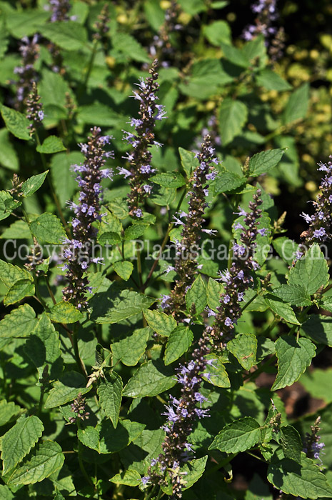 PGC-P-Agastache-Garden-Leather-Blue-2012-2