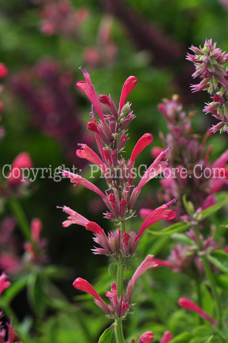 PGC-P-Agastache-Red-Fortune-813-1