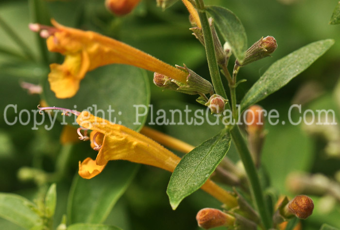 PGC-P-Agastache-aurantiaca-Apricot-Sunrise-2010-002