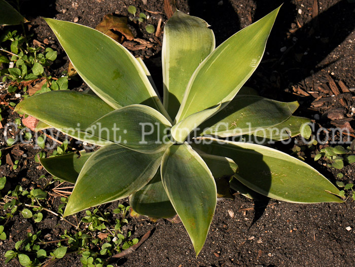 PGC-P-Agave-Ray-of-Light-001