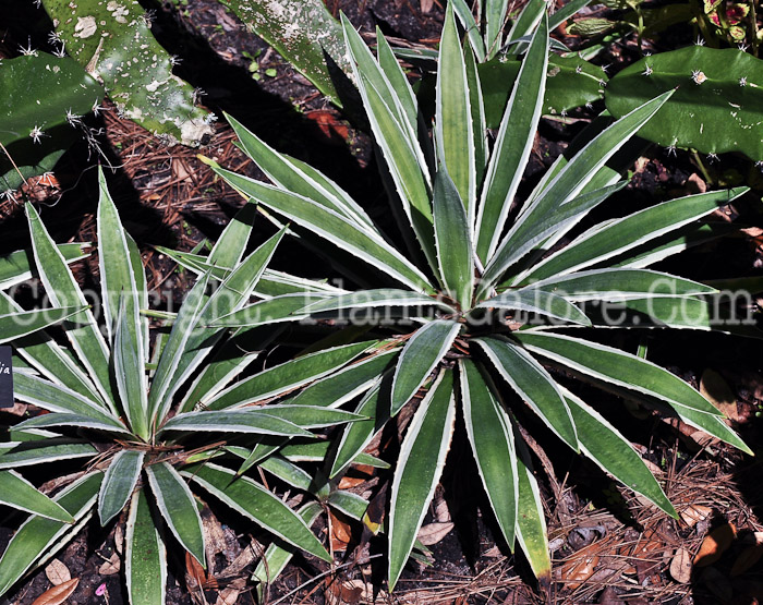 PGC-P-Agave-angustifolia-Marginata-aka-Striped-Agave-2013-1