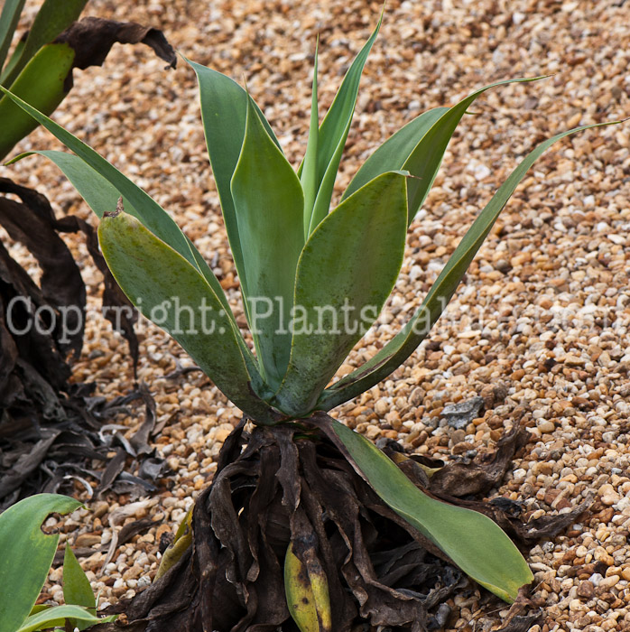 PGC-P-Agave-attenuata-14-1