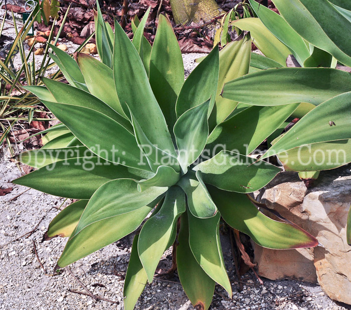 PGC-P-Agave-attenuata-aka-Foxtail-Agave-2013-1