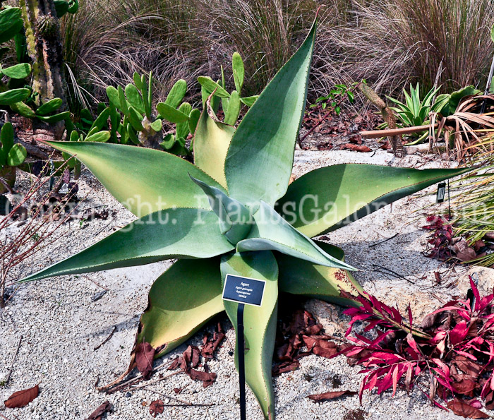 PGC-P-Agave-guiengola-aka-Agave-2013-1