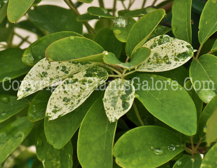 PGC-V-Akebia-quinata-Variegated-7