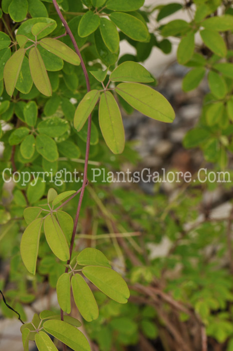 PGC-V-Akebia-quinata-aka-Chocolate-Vine-2