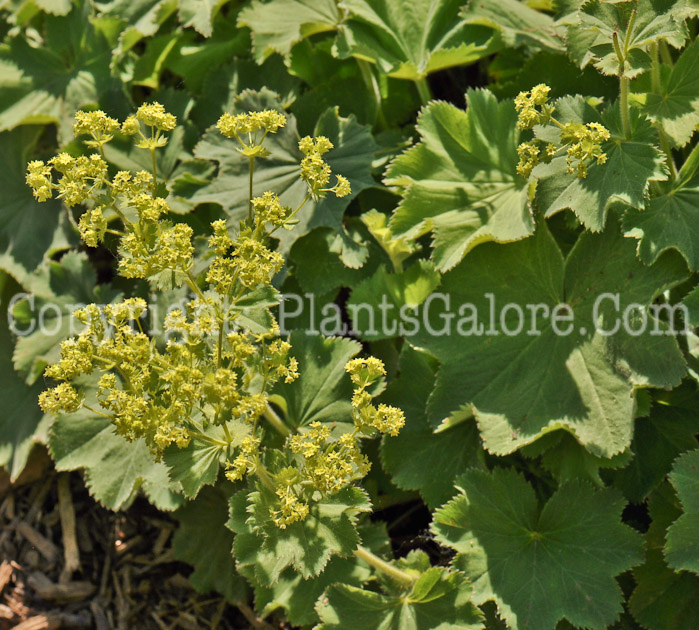 PGC-P-Alchemilla-mollis-aka-Ladys-Mantle-1