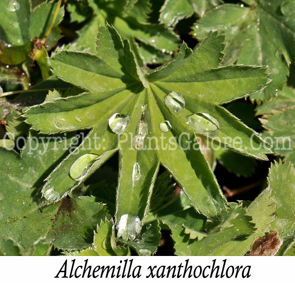 PGC-P-Alchemilla-xanthochlora-msu-04-2012-1-Edit