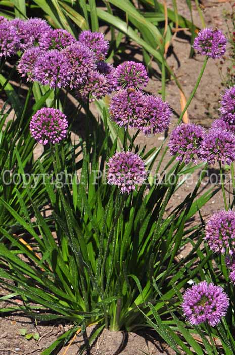 PGC-B-Allium-Millenium-813-1