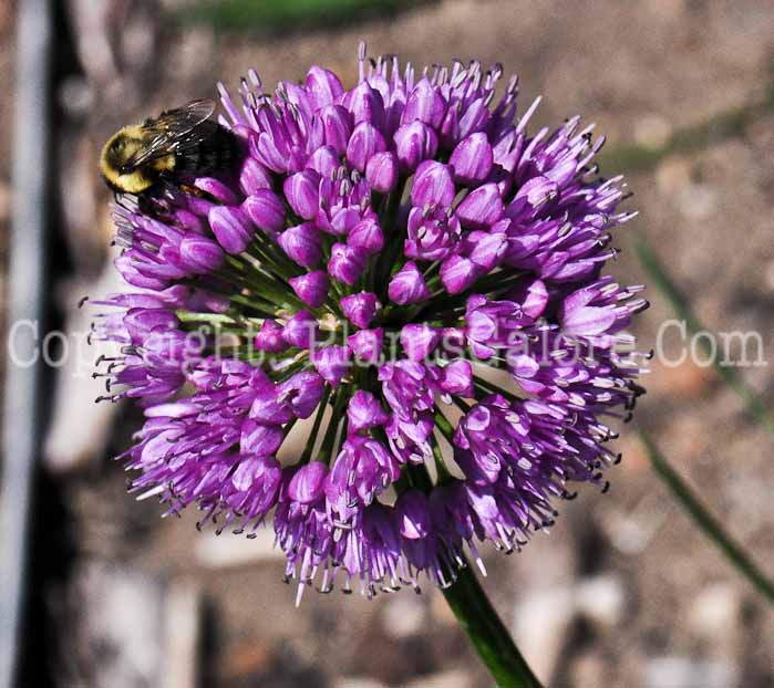 PGC-B-Allium-Millenium-813-3