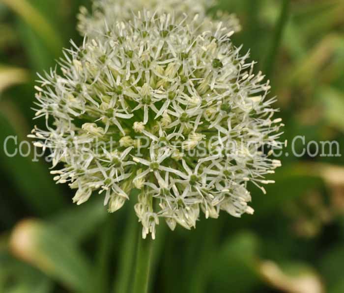 PGC-B-Allium-Mount-Everest-2010-004