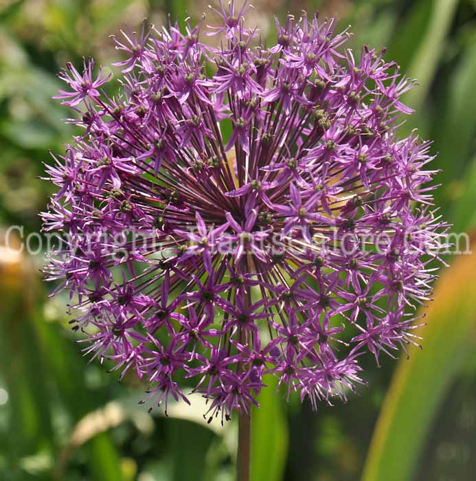 PGC-B-Allium-Purple-Sensation-2010-002