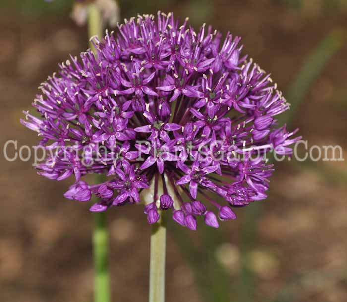 PGC-B-Allium-Purple-Sensation-2010-005