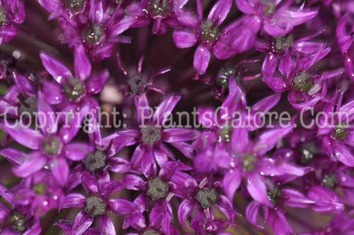 PGC-B-Allium-aflatunense-aka-Ornamental-Onion-1