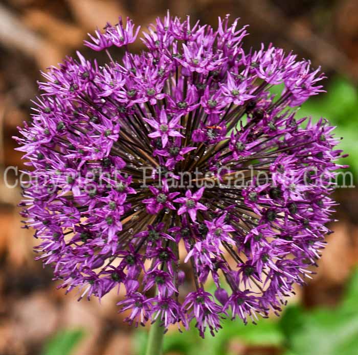 PGC-B-Allium-aflatunense-aka-Ornamental-Onion-2