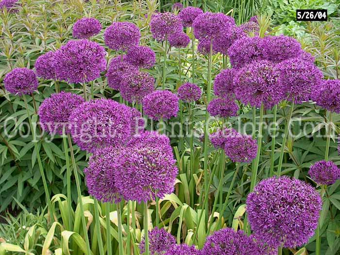 PGC-B-Allium-aflatunense-aka-Ornamental-Onion-4