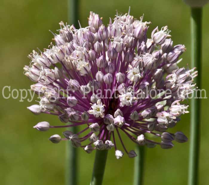 PGC-B-Allium-ampeloprasum-aka-Leek-0714-2