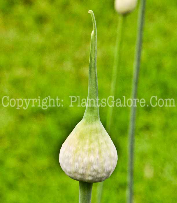 PGC-B-Allium-ampeloprasum-aka-Leek-613-1