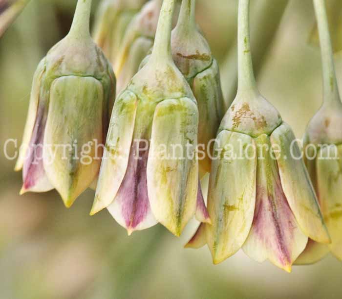 PGC-B-Allium-siculum-bulgaricum-aka-Sicilian-Honey-Lily2011-003