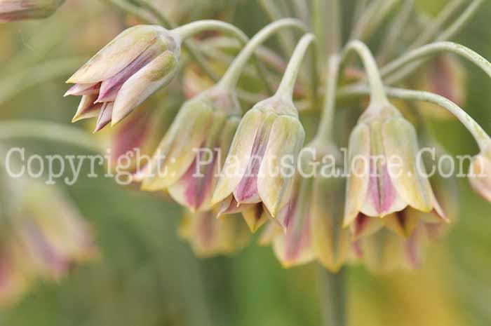 PGC-B-Allium-siculum-bulgaricum-aka-Sicilian-Honey-Lily-1
