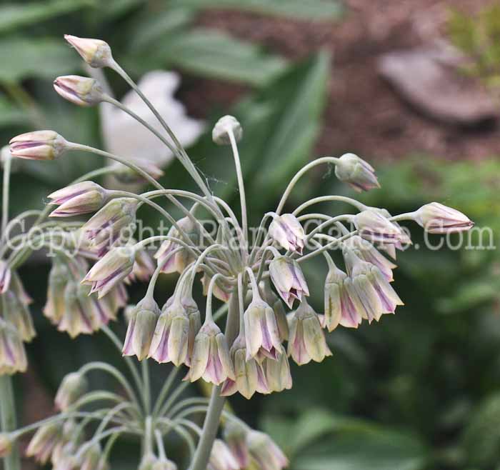 PGC-B-Allium-siculum-bulgaricum-aka-Sicilian-Honey-Lily-2