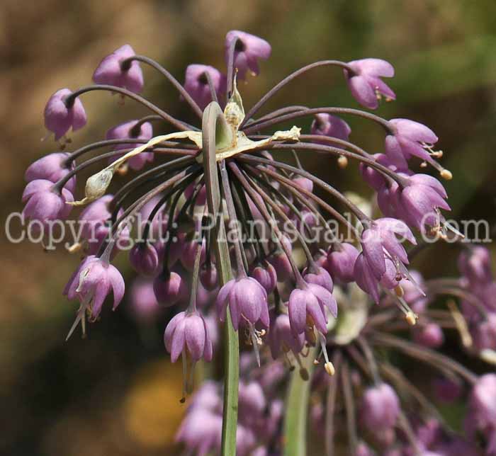 PGC-B-Allium-cernuum-Nodding-Onion-2