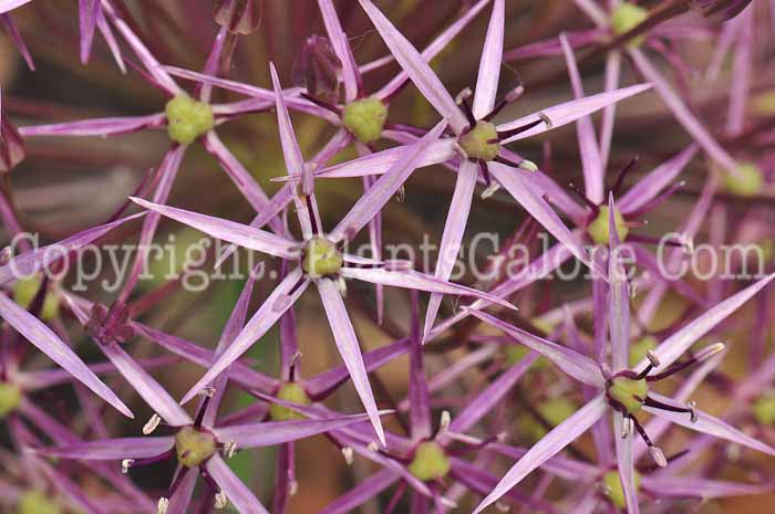 PGC-B-Allium-cristophii-1213g-1