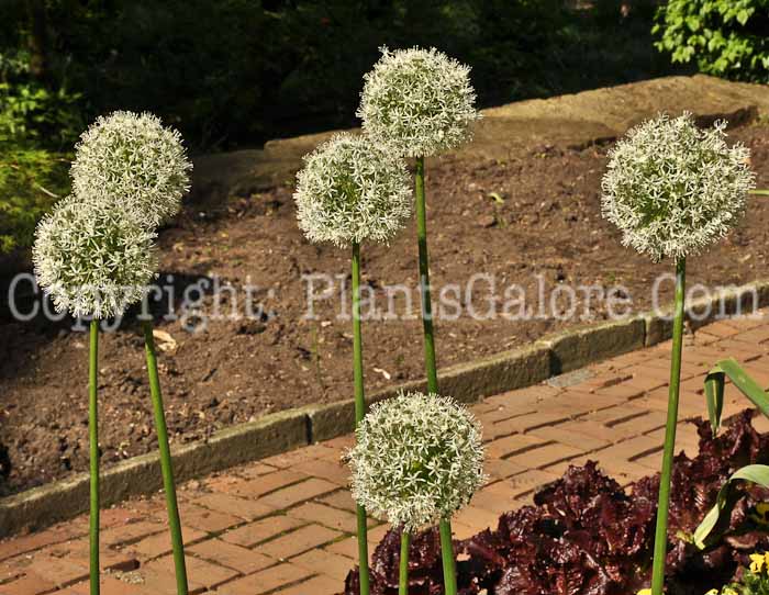 PGC-B-Allium-giganteum-Alba-aka-Giant-White-Allium-2