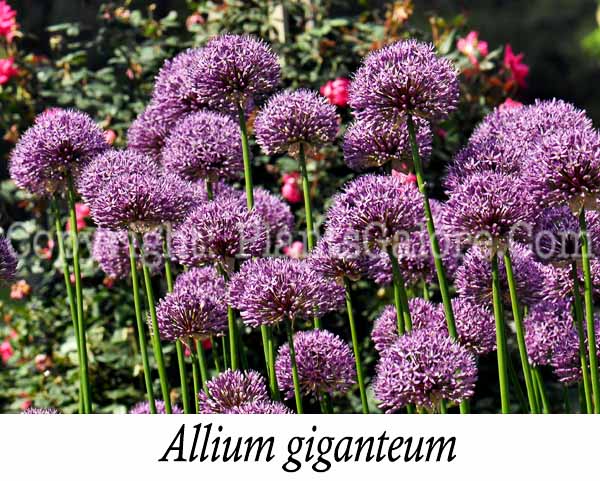 PGC-B-Allium-giganteum-aka-Giant-Allium-3