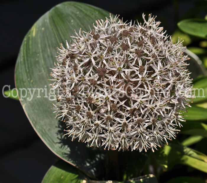 PGC-B-Allium-karataniense-aka-Turkestan-Onion-1