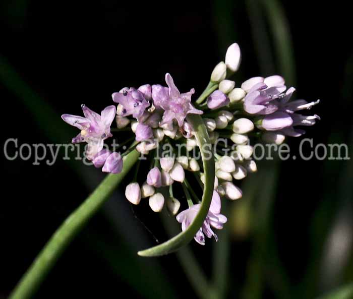 PGC-B-Allium-nutans-aka-Steppes-Onion-2